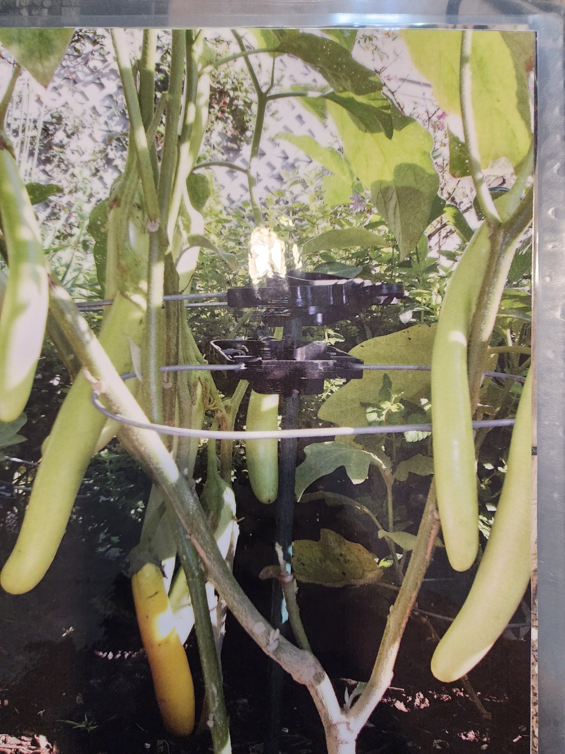 Tototomato garden support in use