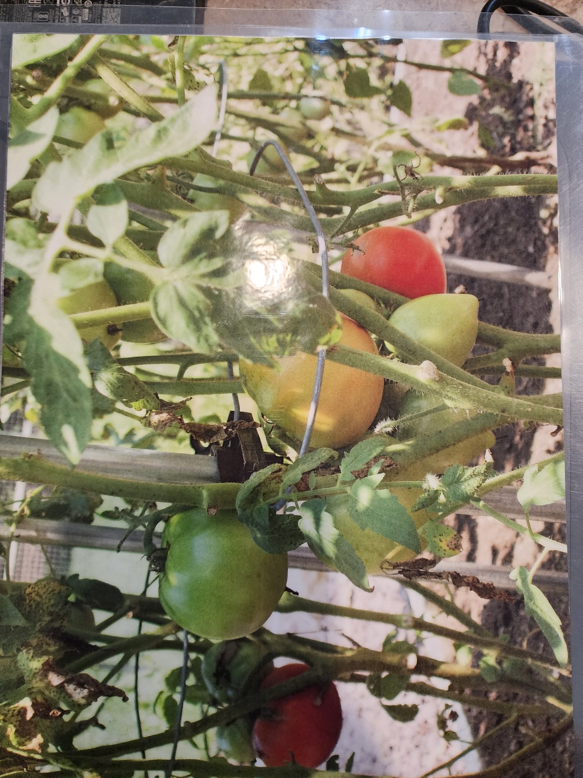 Tototomato garden support in use
