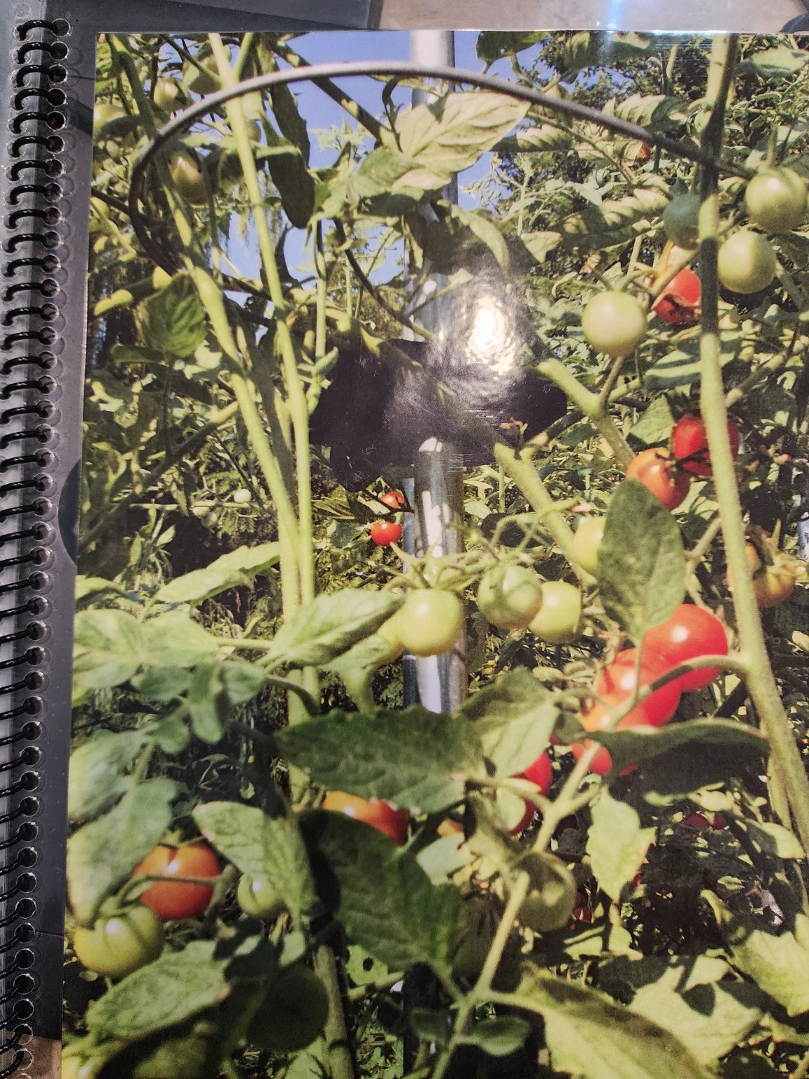 Tototomato garden support in use