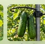 Cucumbers